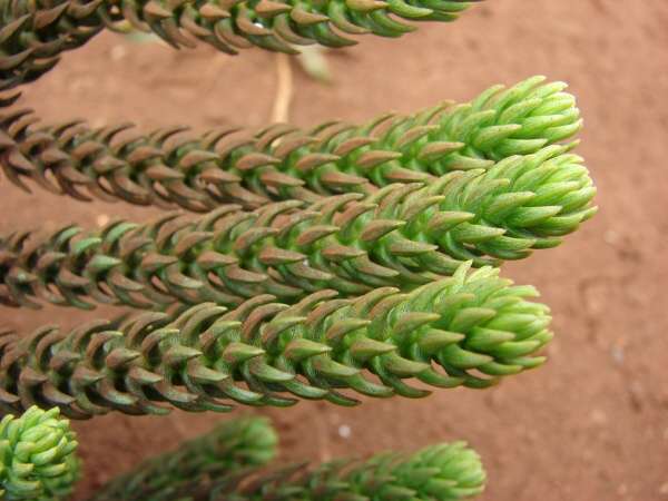 bunya pine